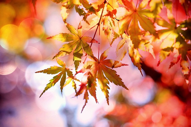 autumn leaves all saints WM