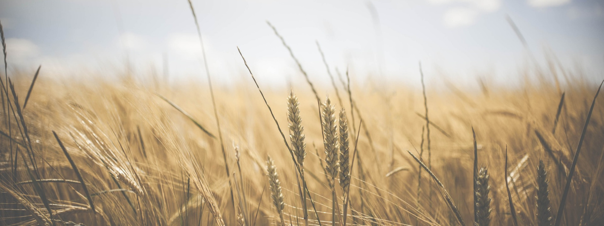 HARVEST*FESTIVAL*SERVICES
