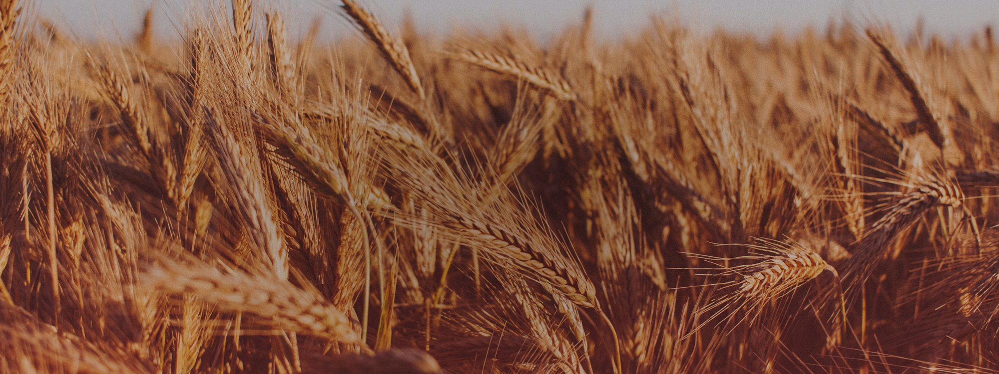 HARVEST  FESTIVAL**SERVICES