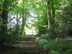 WoodlandPath