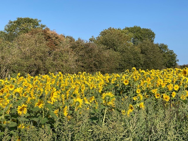 Sunflowers