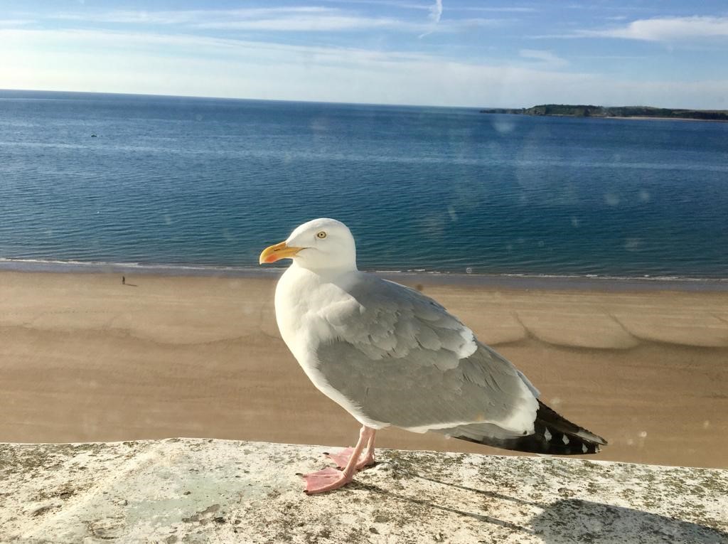 SeaGull