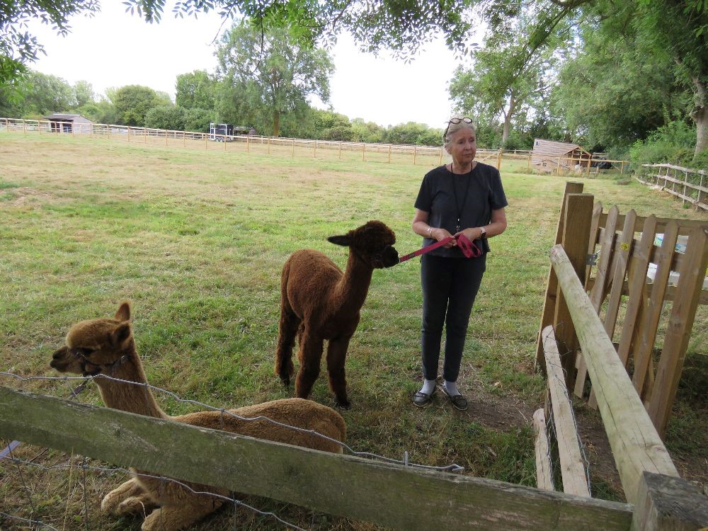 Alpaca