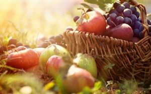 HarvestBasket