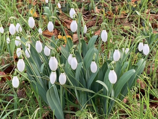 snowdrops - Copy