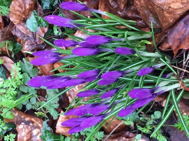 Crocuses