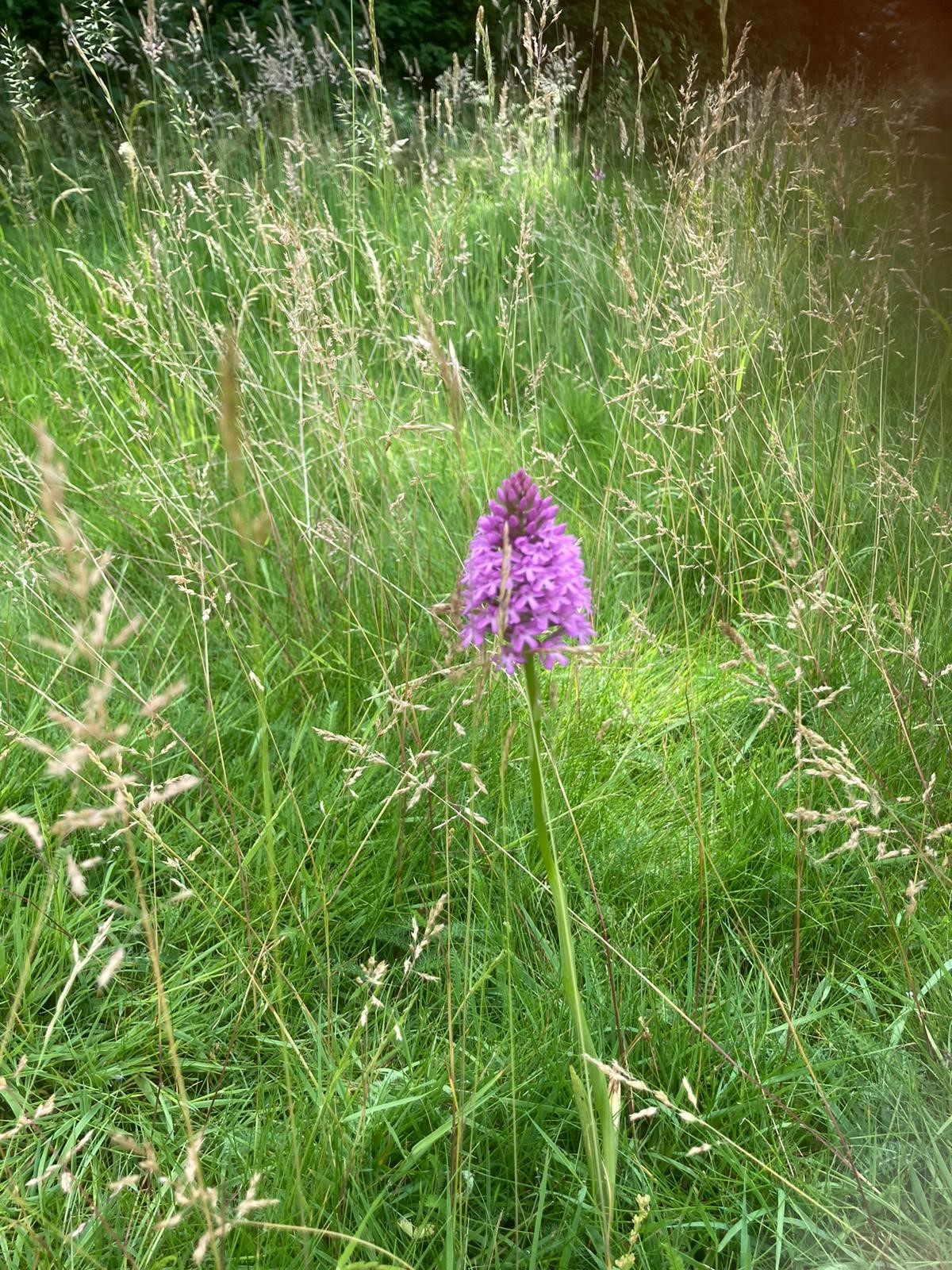 PyramidOrchid