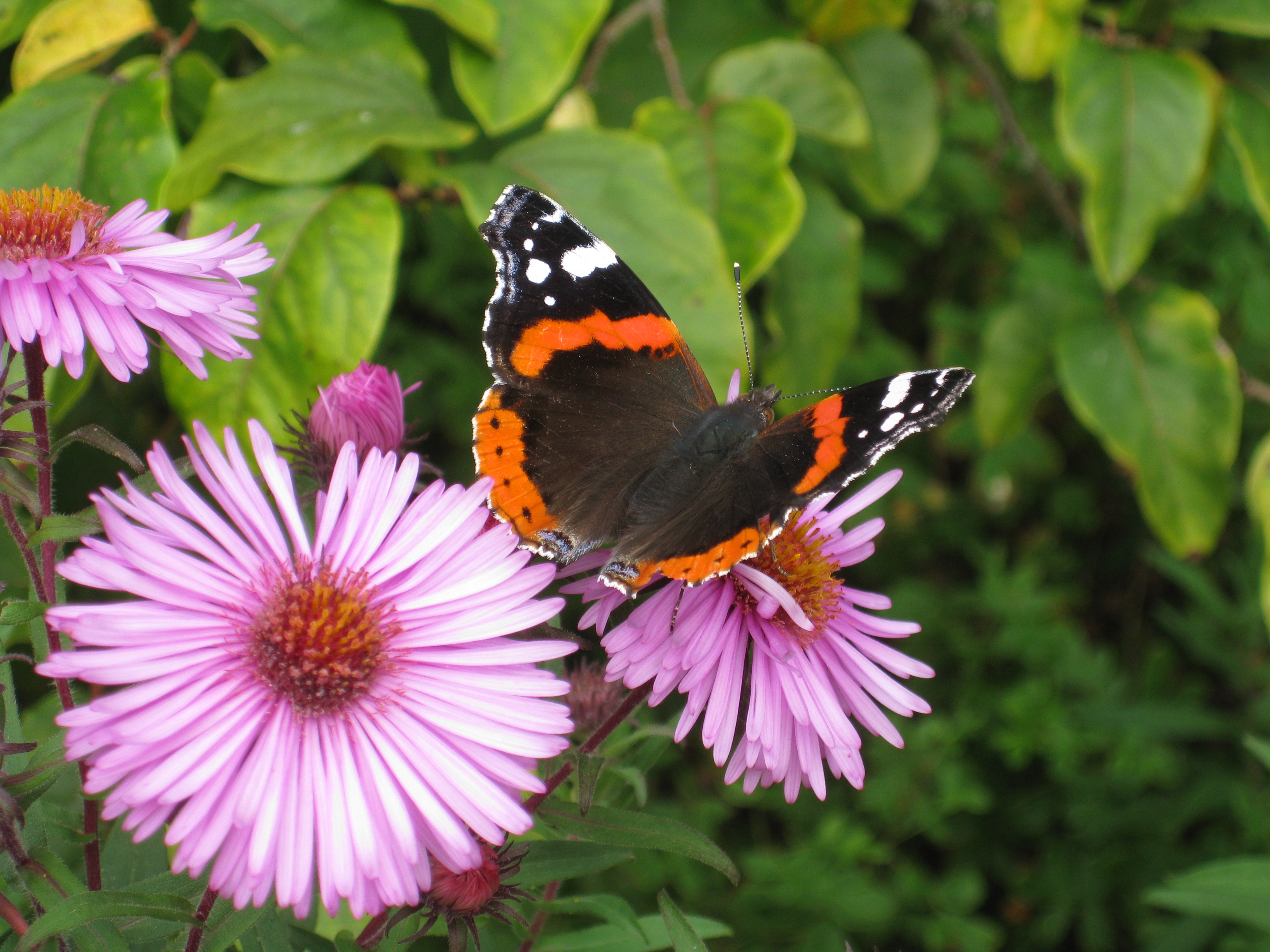 Red admiral WM