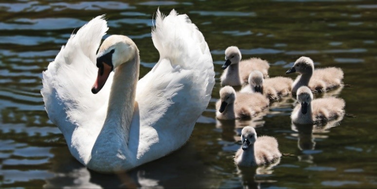 Swan family