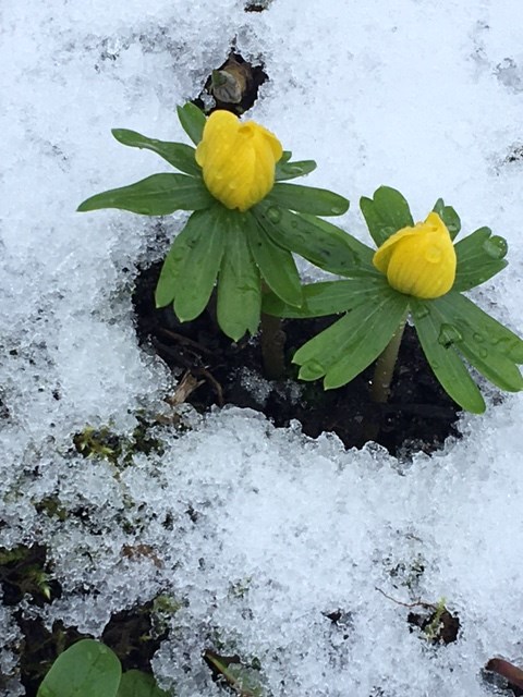 Aconites JC