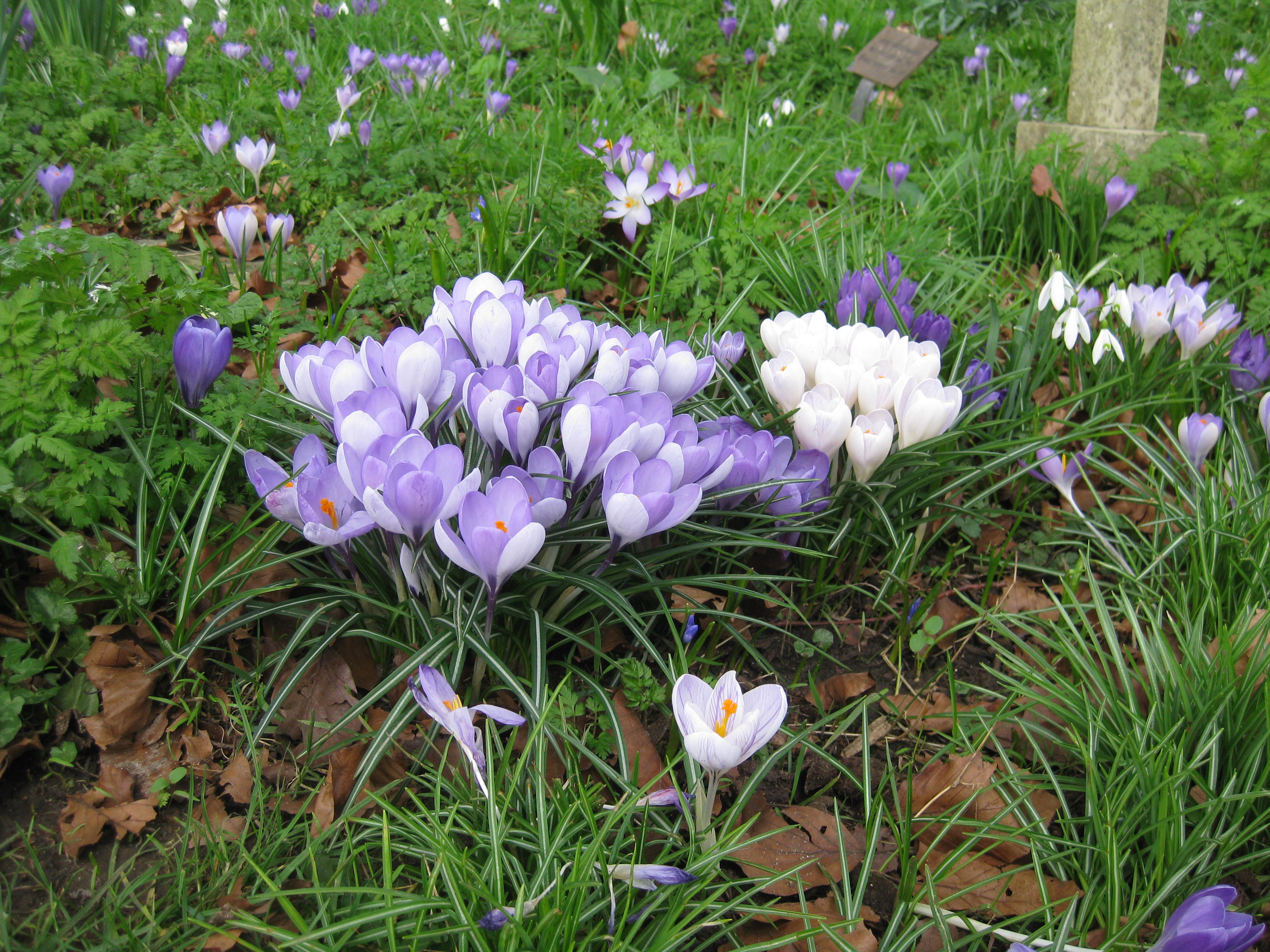 Crocuses WM