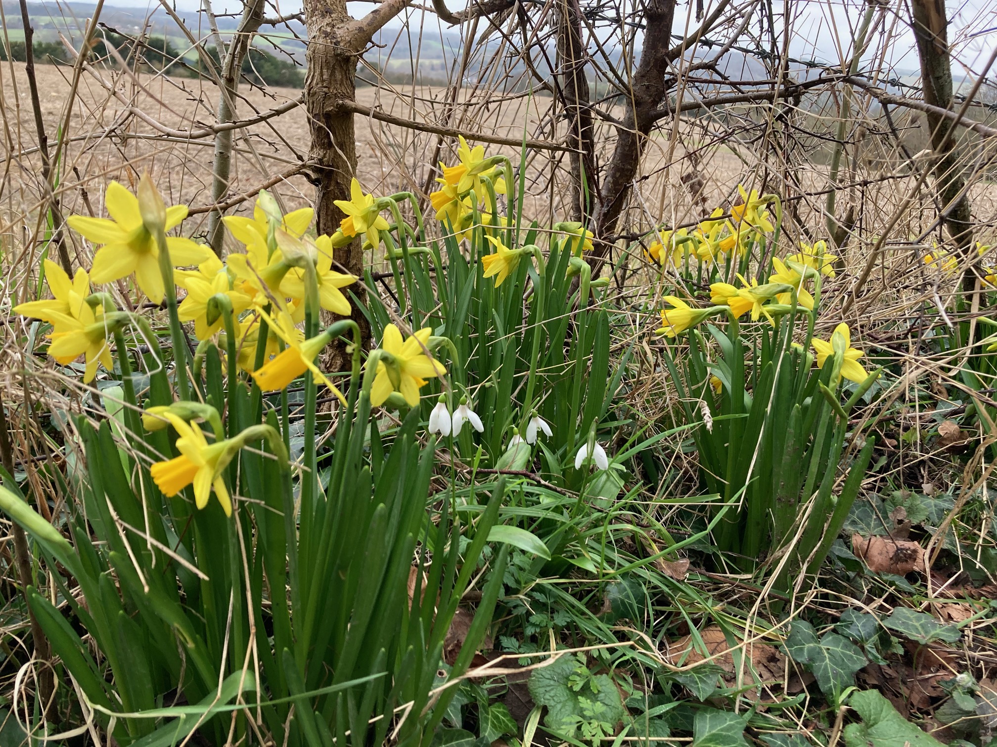 Daffodils & snowdrops JK