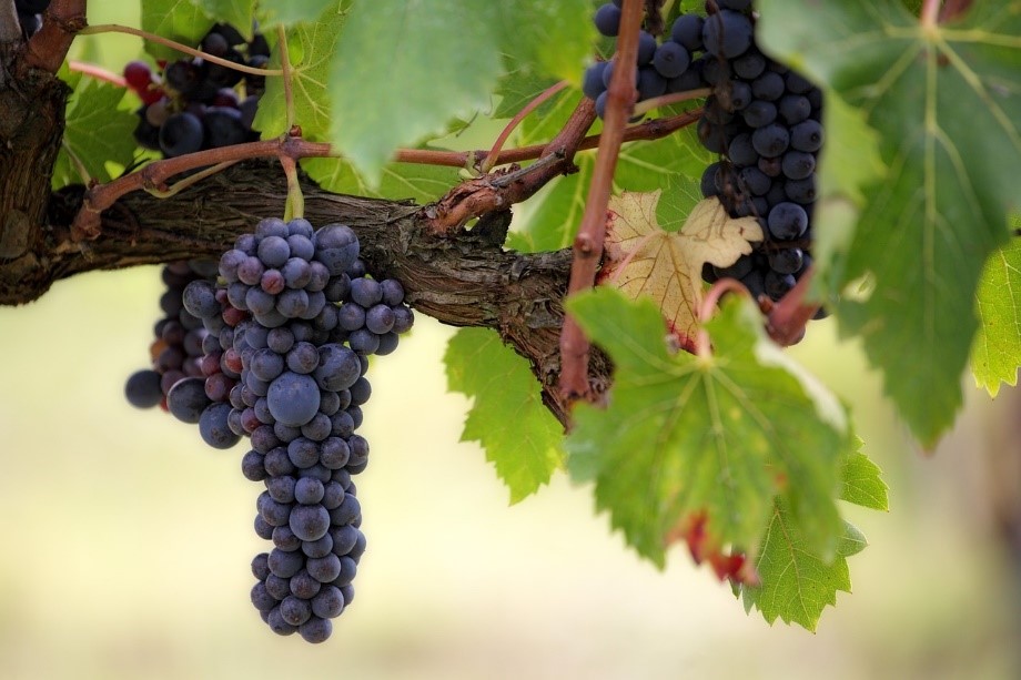 Grapes vine px