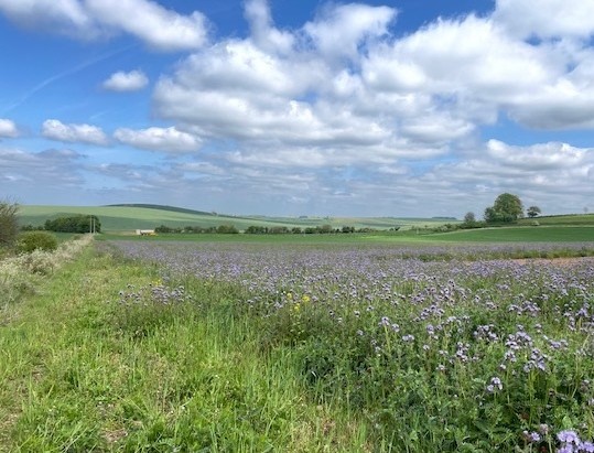Goring view LC