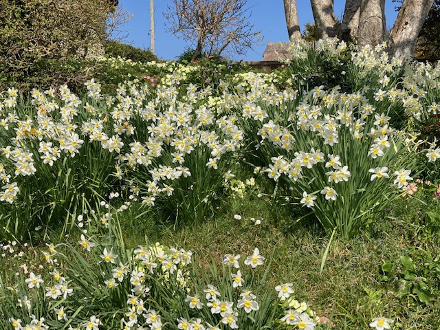 daffodils 1 jk