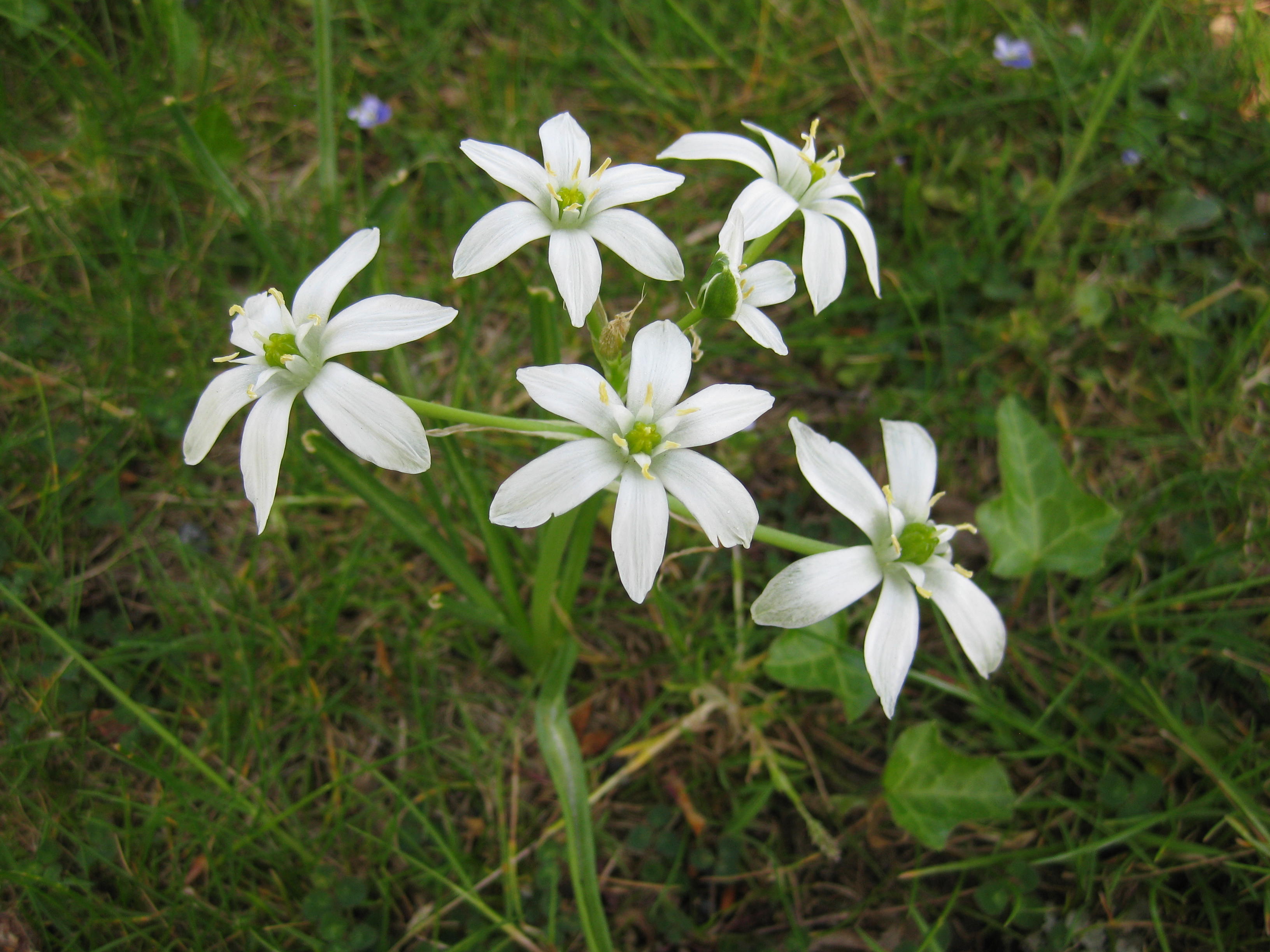 Flower star of Bethlehem WM