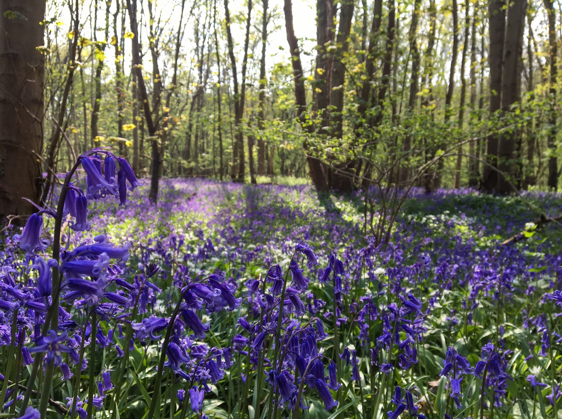 Bluebells IM
