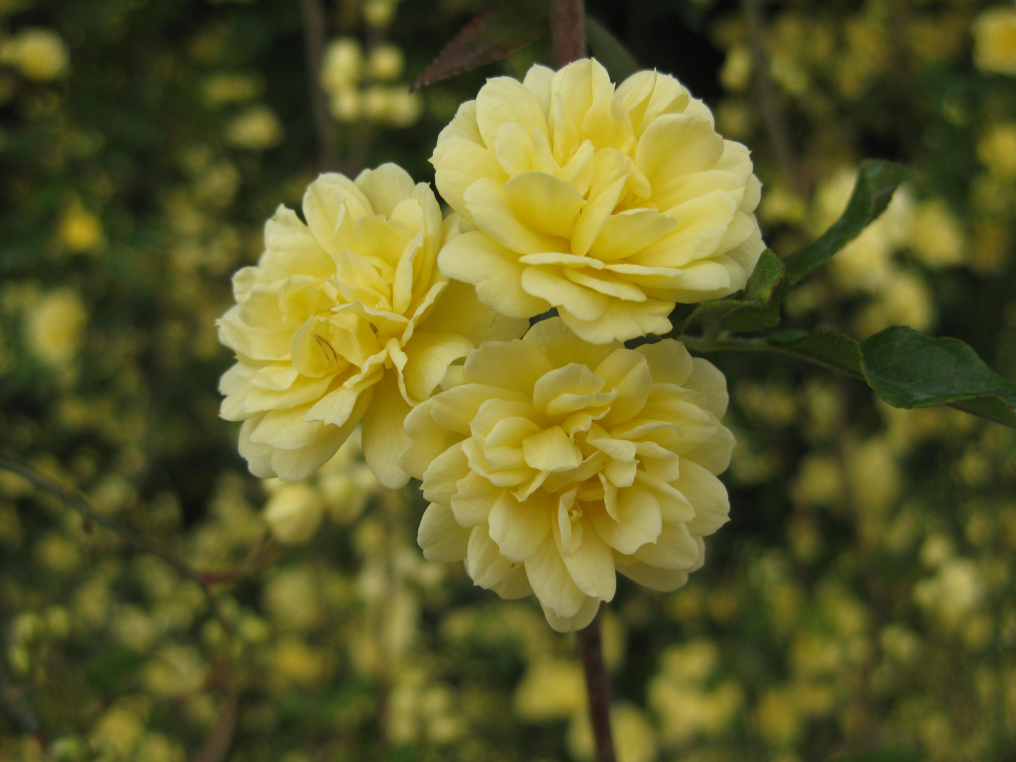 Yellow flower trinity WM 25.06