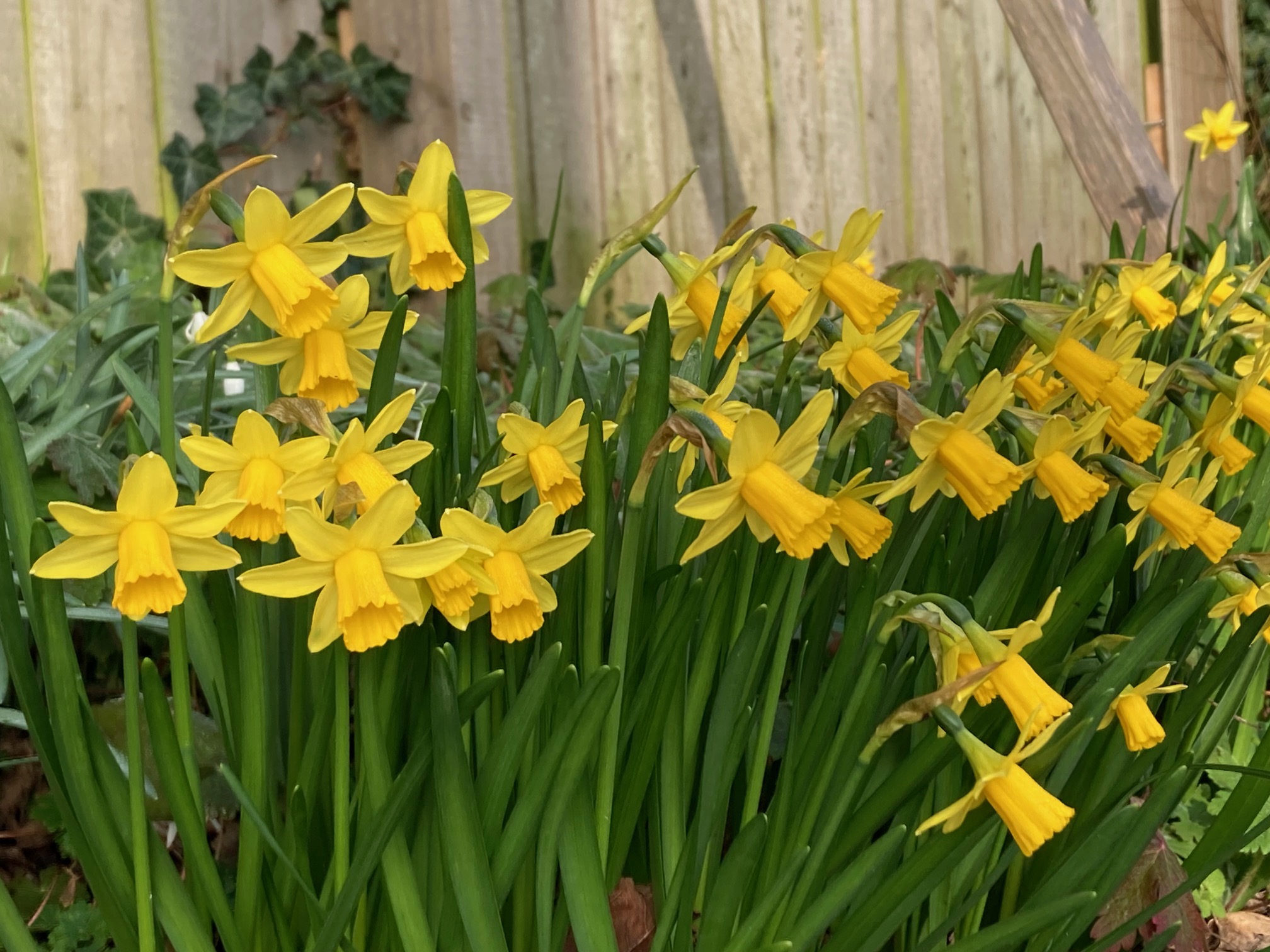 Daffodils station JK 2026