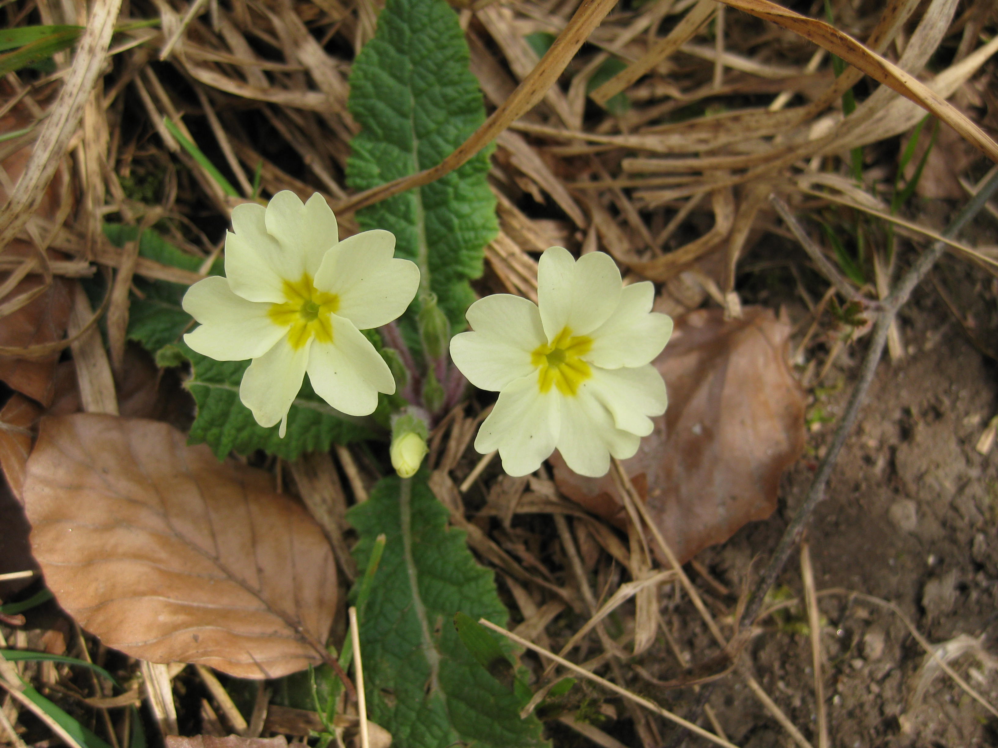 Primroses WM 25.03