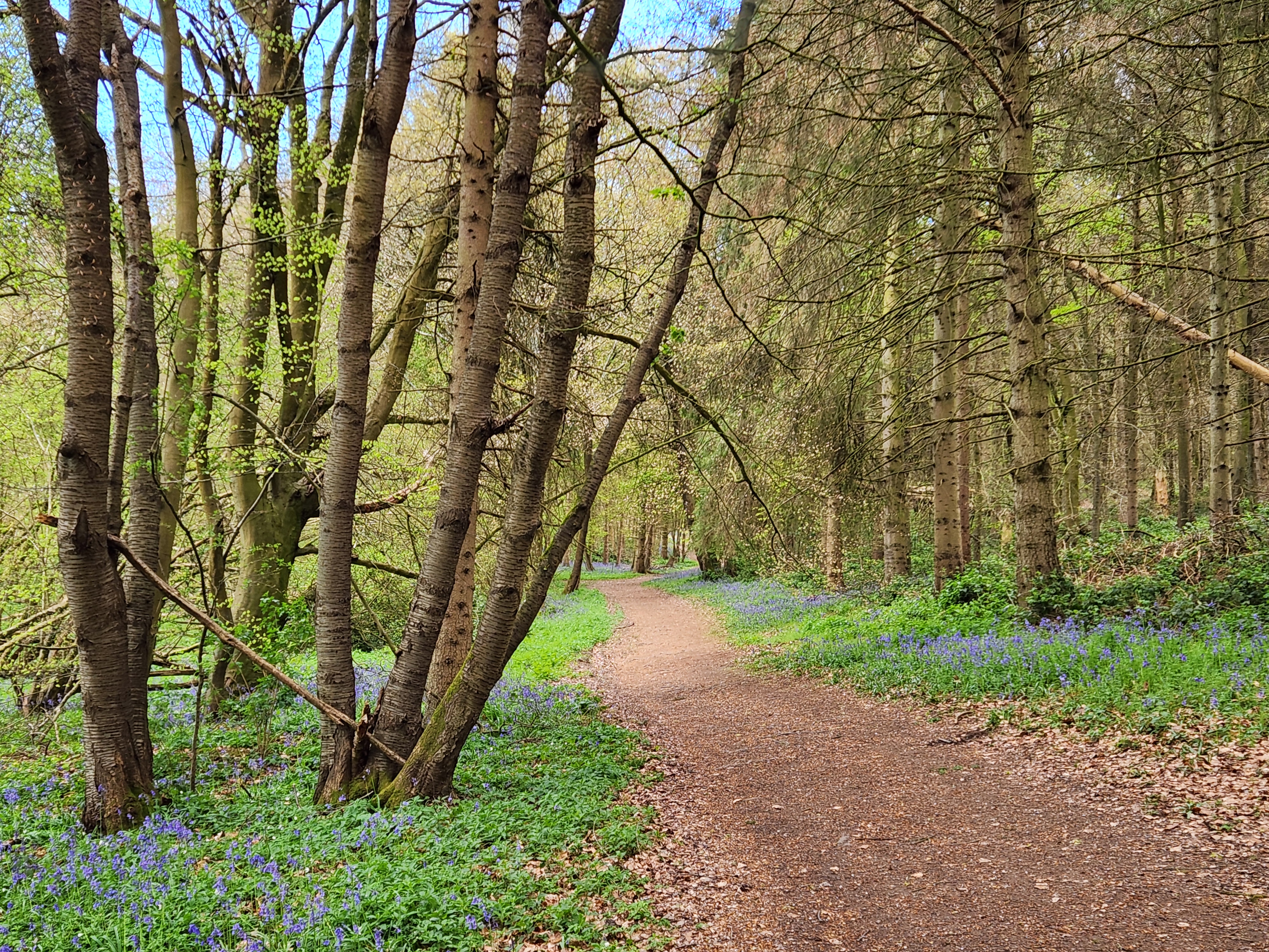 Trees path bluebells WM