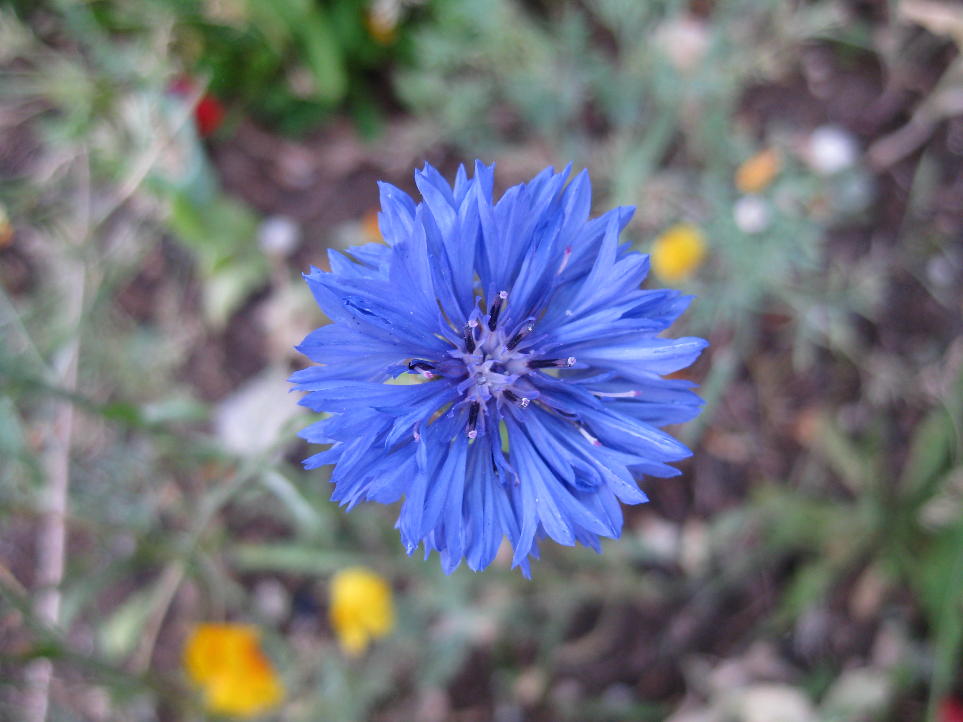 Cornflower WM 06.25