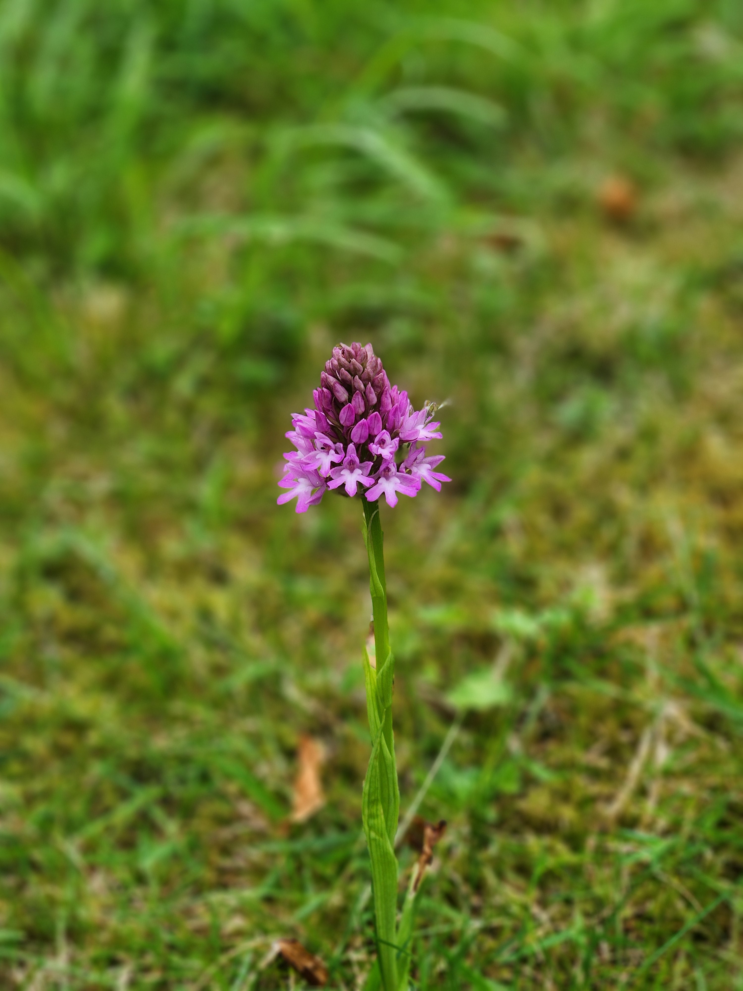 Orchid WM 26.06