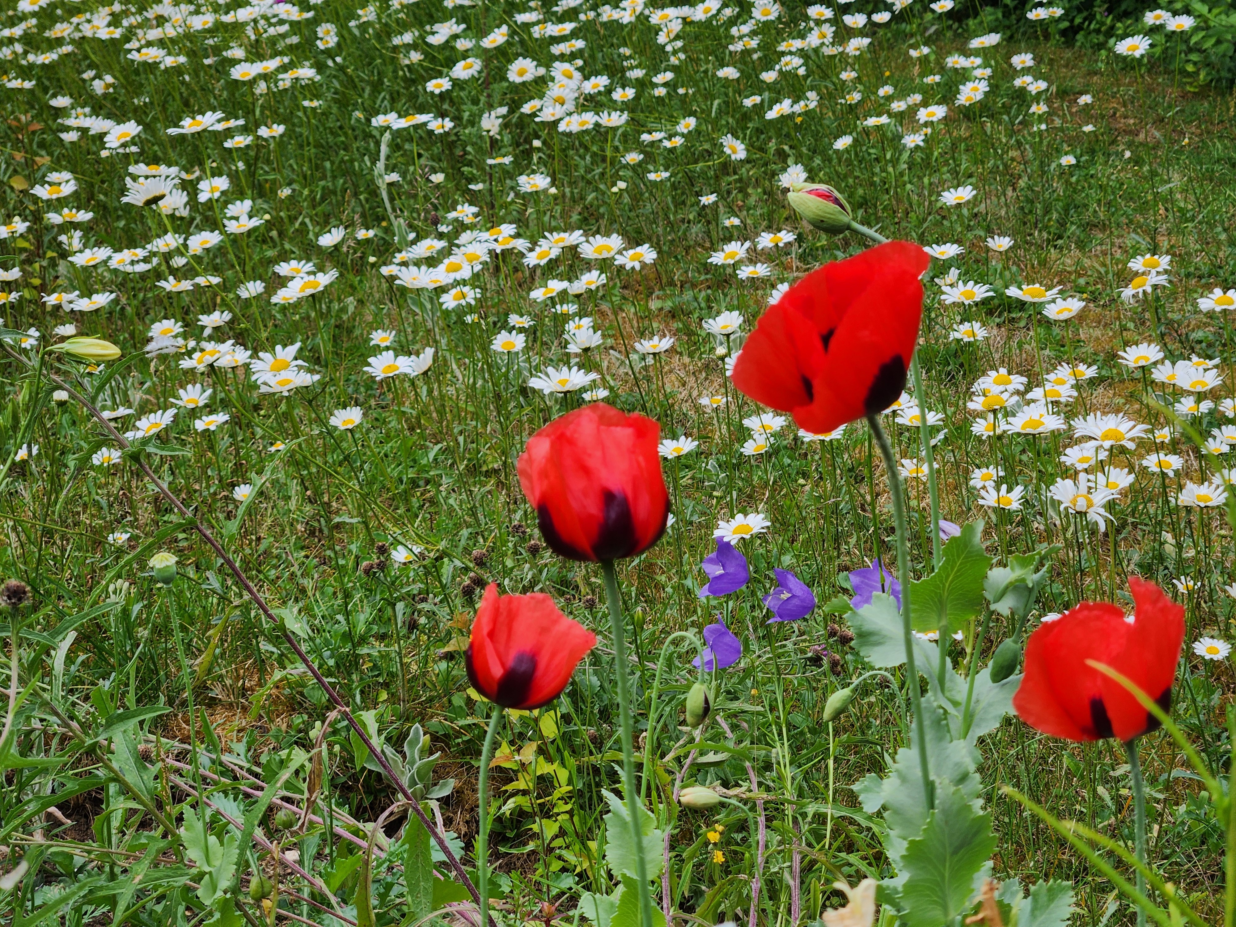 Poppies and daisies WM 26.06