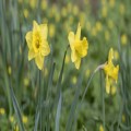 Lent Groups