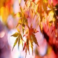 Thanksgiving for the Departed - All Souls